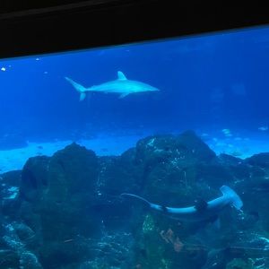 Meet your Posher, Dorcas